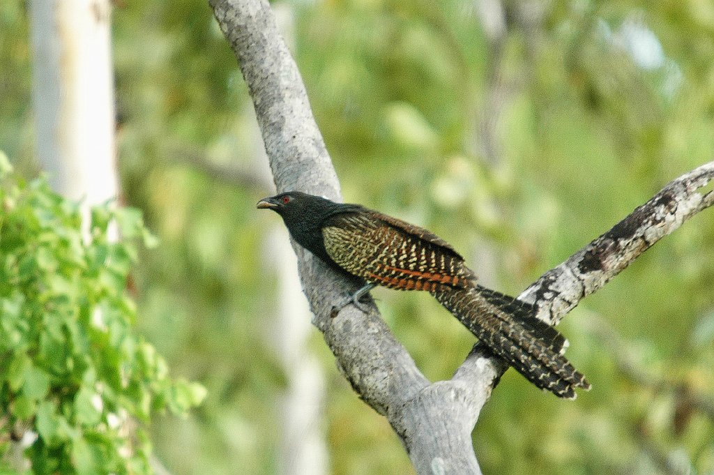 Cuckoo, Pheasant Coucal, 2007-12222674b Road to Ubirr, NT.jpg - Pheasant Coucal. Along the road from Jabiru to Ubirr, NT, 12-22-2007
